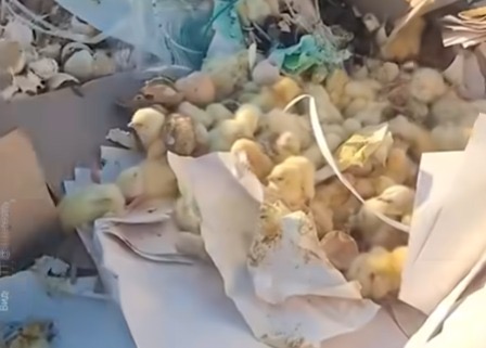 На свалке в СКО вылупились десятки цыплят из выброшенных яиц